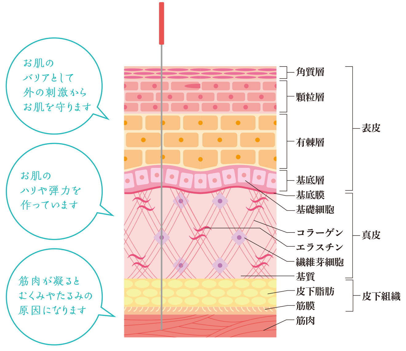 皮膚の断面図のイラスト
